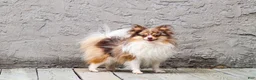 Pomeranian dogs for stud: Merle - Ad 1