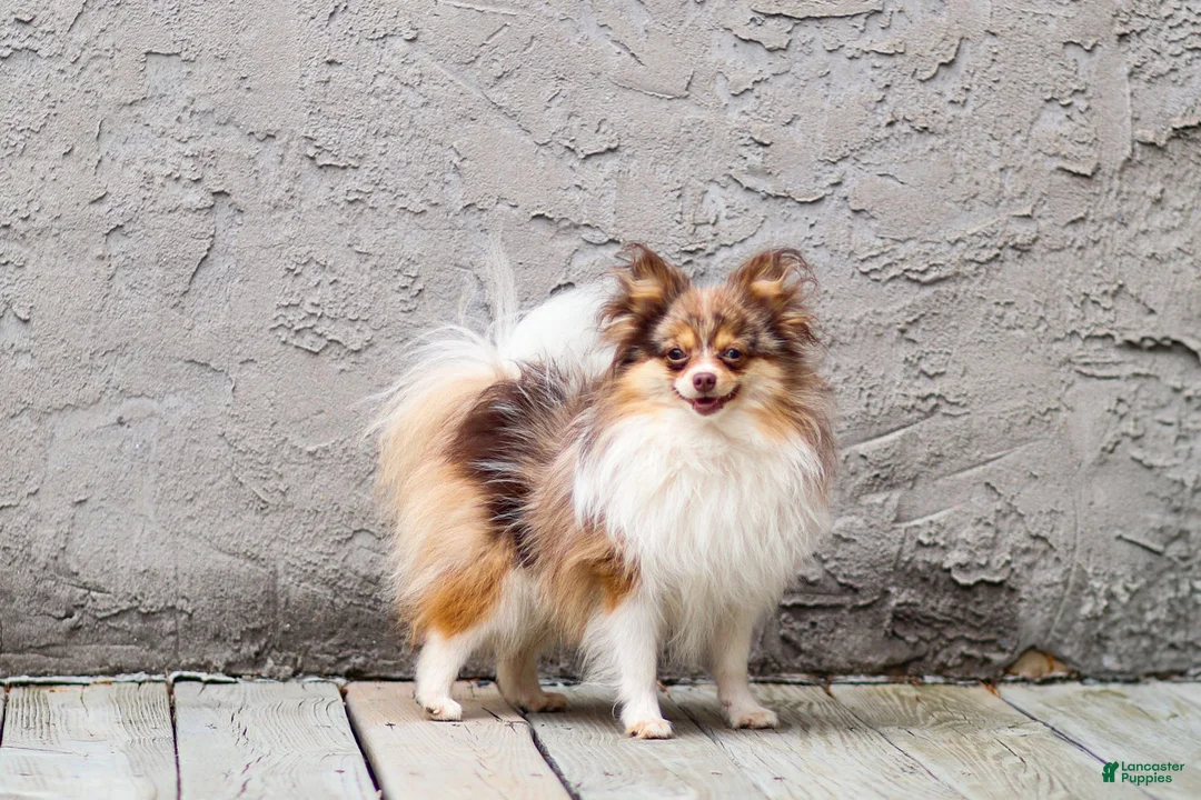 Pomeranian dogs for stud: Merle - Ad 1