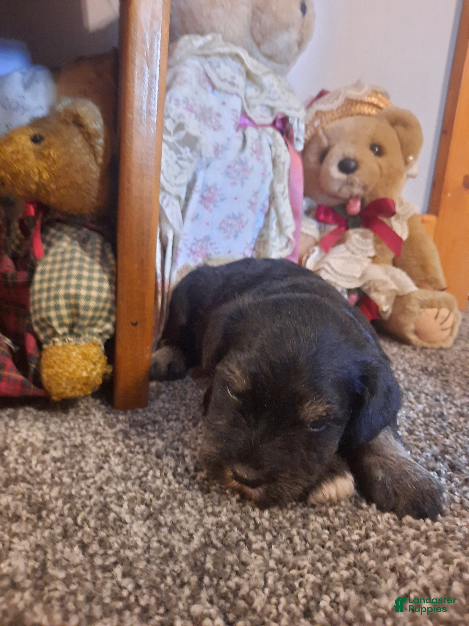 Miniature Schnauzer dogs AKC Cutie Pie - Ad 2