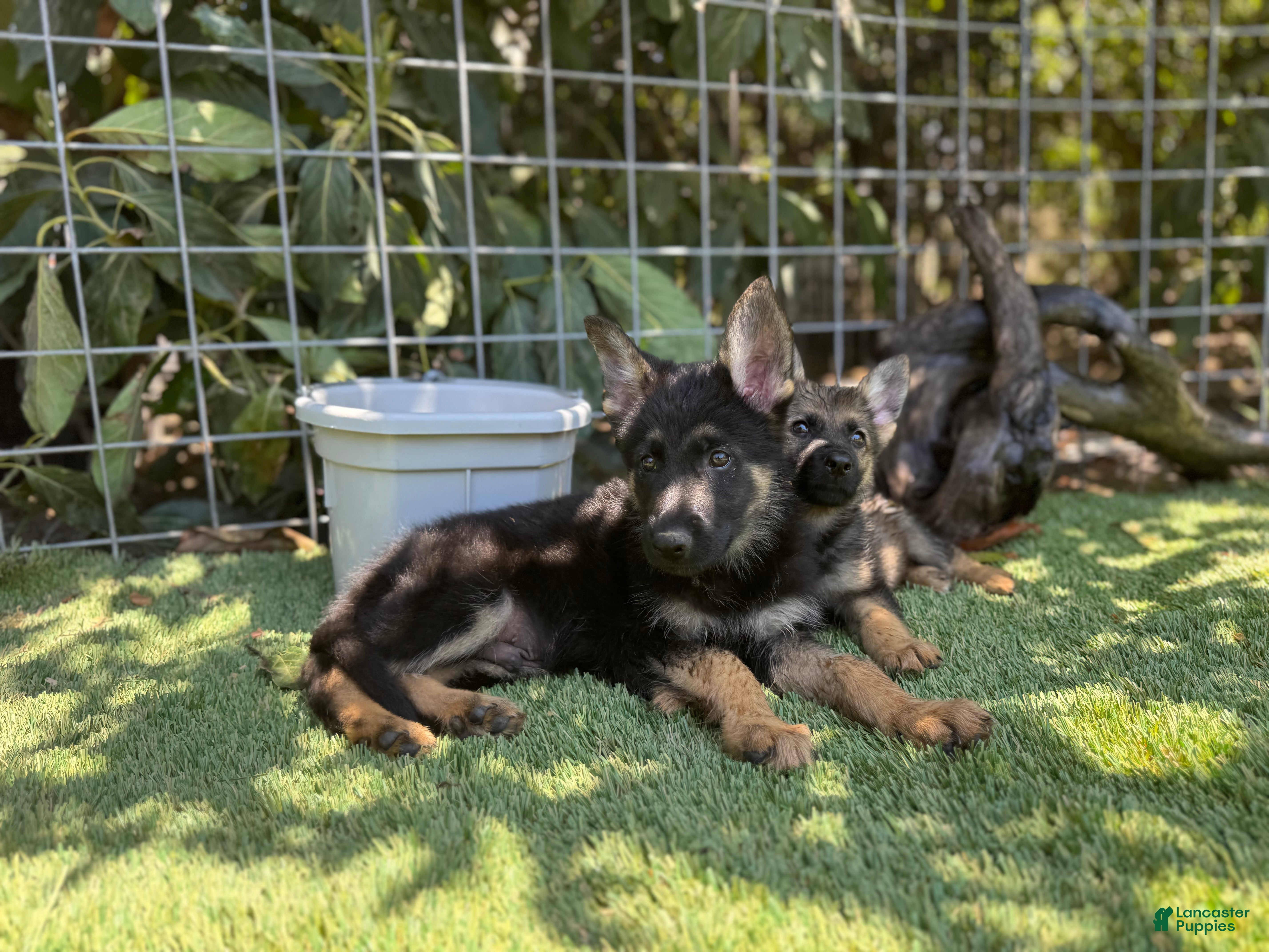 German Shepherd dogs German Shepherd 5 - Ad 1