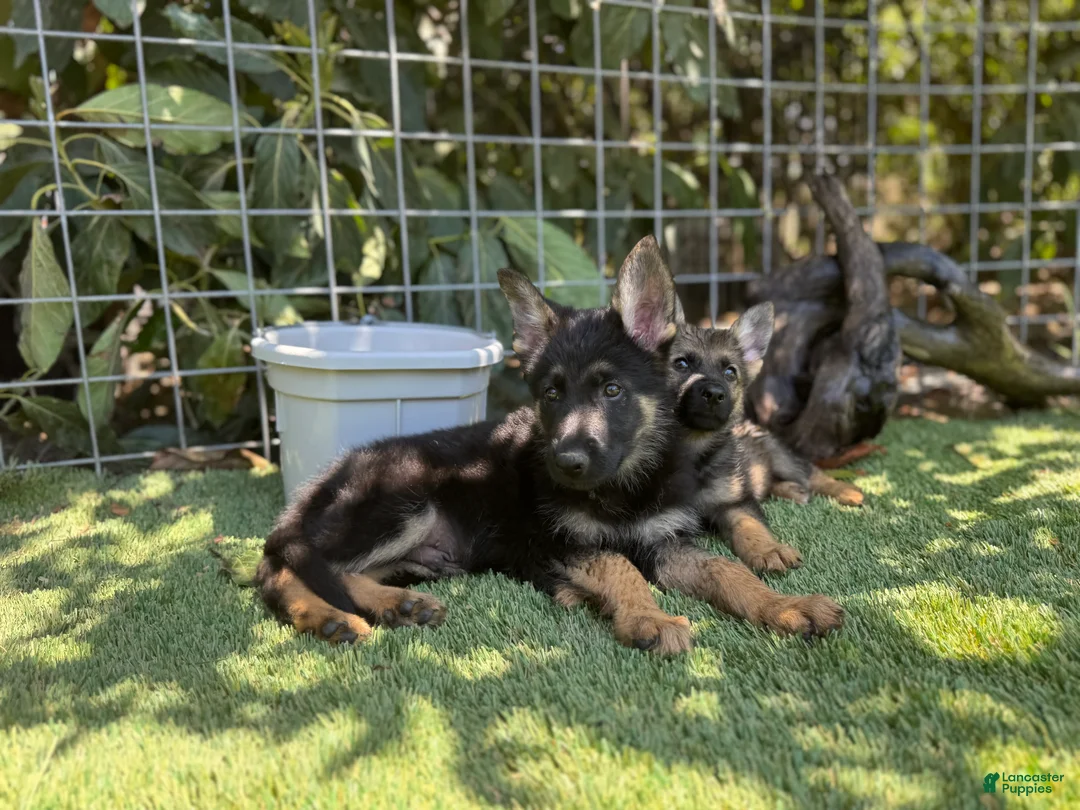 German Shepherd dogs for sale: German Shepherd 5 - Ad 1