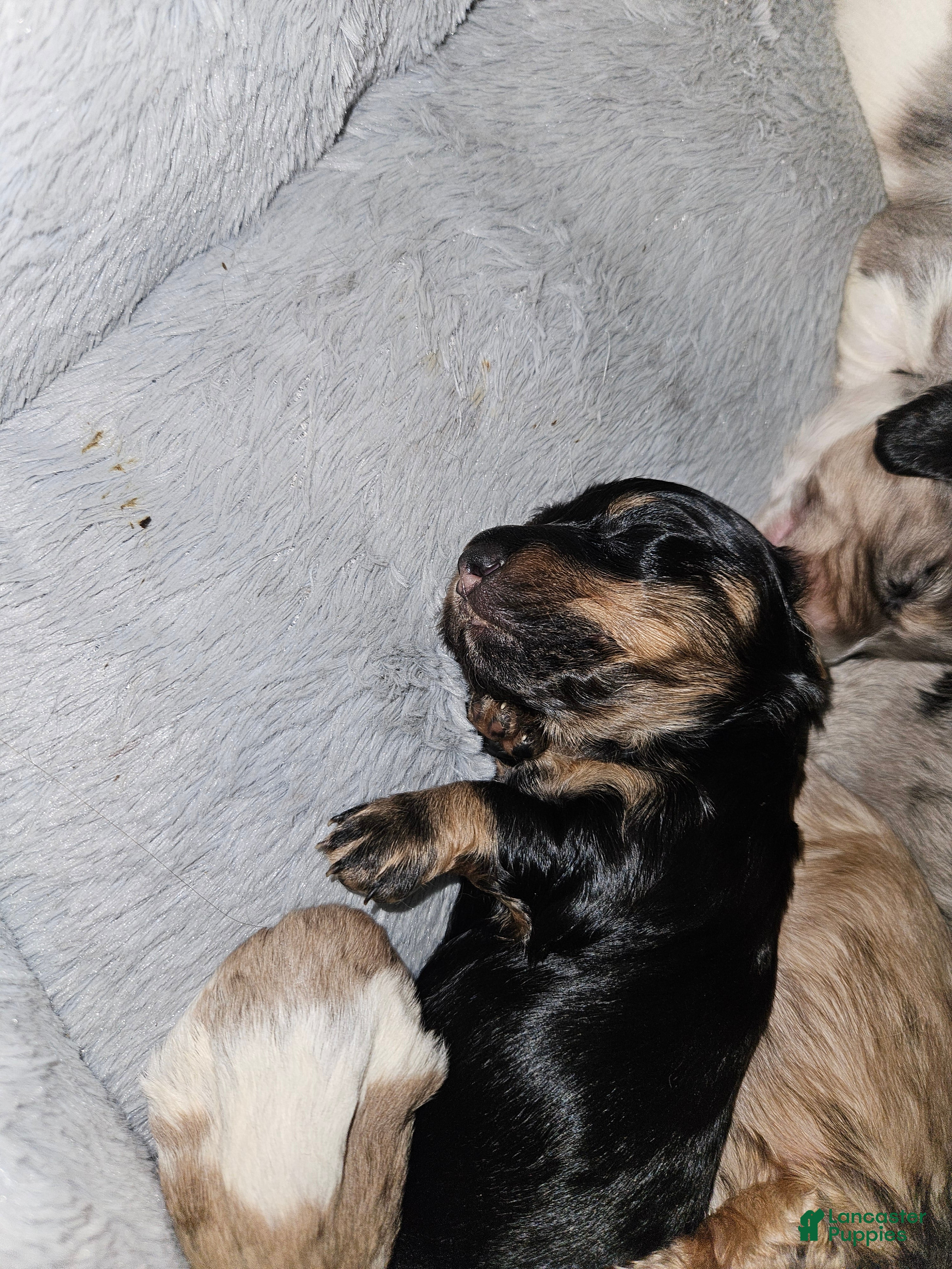 Miniature Dachshund dogs Miniature Dachshund Puppy 2 - Ad 1