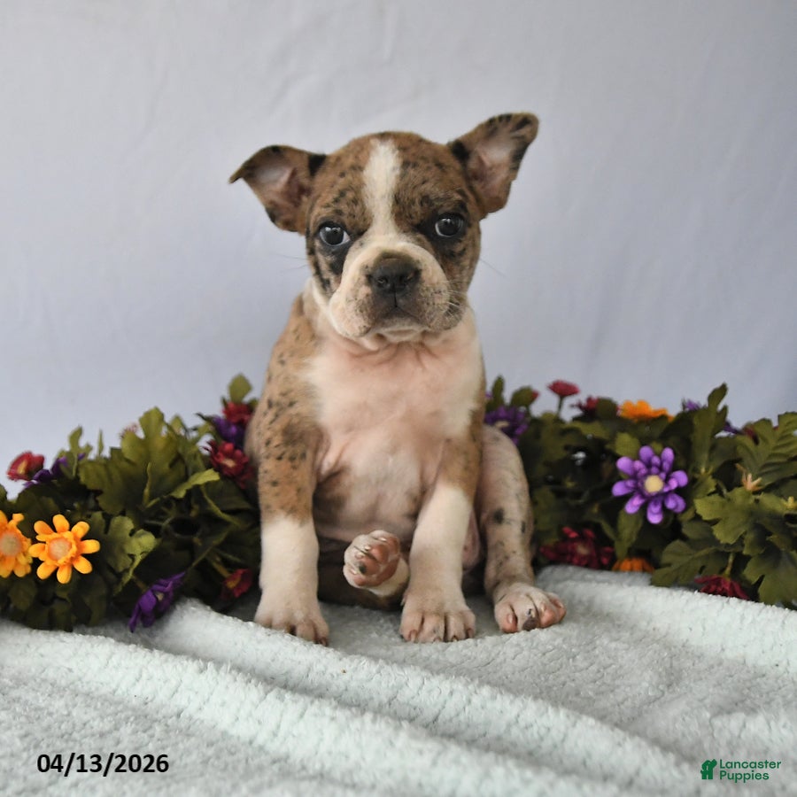 Frenchton dogs Pearl - Ad 1