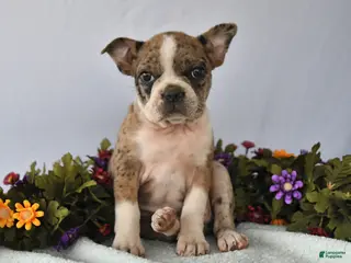 Frenchton dogs for sale: Pearl - Ad 1