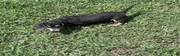 Miniature Dachshund dogs for sale: Miniature Dachshund 1 - Ad 5