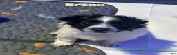 Mixed Breed dogs for sale: Bronx - Ad 1
