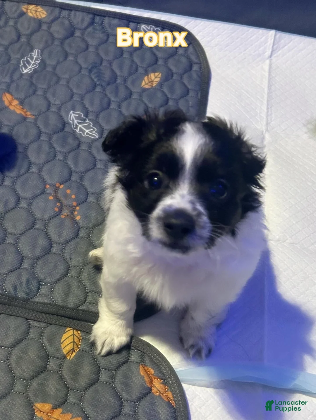 Mixed Breed dogs for sale: Bronx - Ad 1
