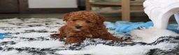 Bichpoo dogs for sale: Jenson - Ad 9