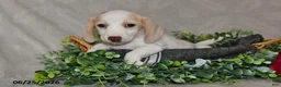 Dachshund dogs for sale: Erika - Ad 5