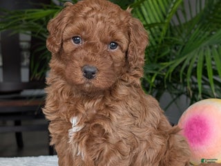 Mini Goldendoodle dogs - Ad 7