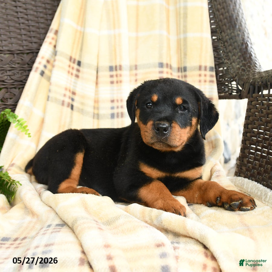 Rottweiler dogs Greta - Ad 2