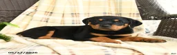 Rottweiler dogs for sale: Greta - Ad 2