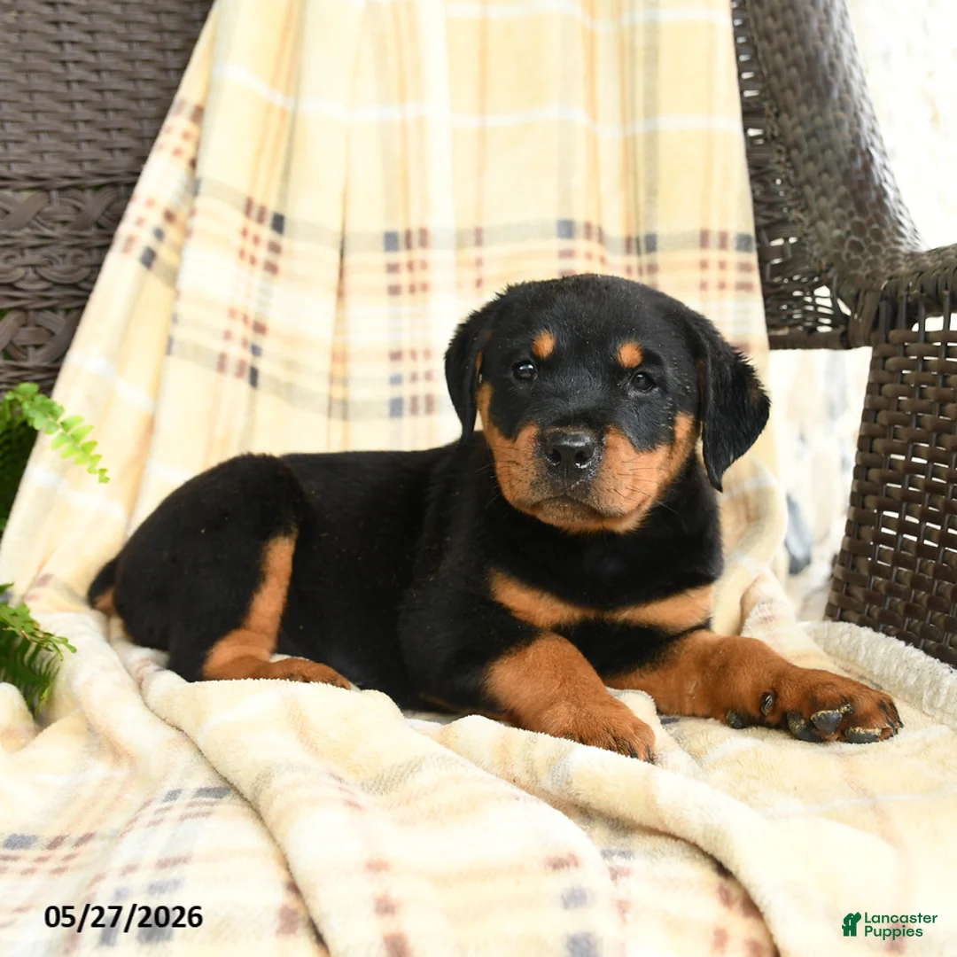 Rottweiler dogs for sale: Greta - Ad 2