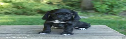 Mixed Breed dogs for sale: Wyatt - Ad 4