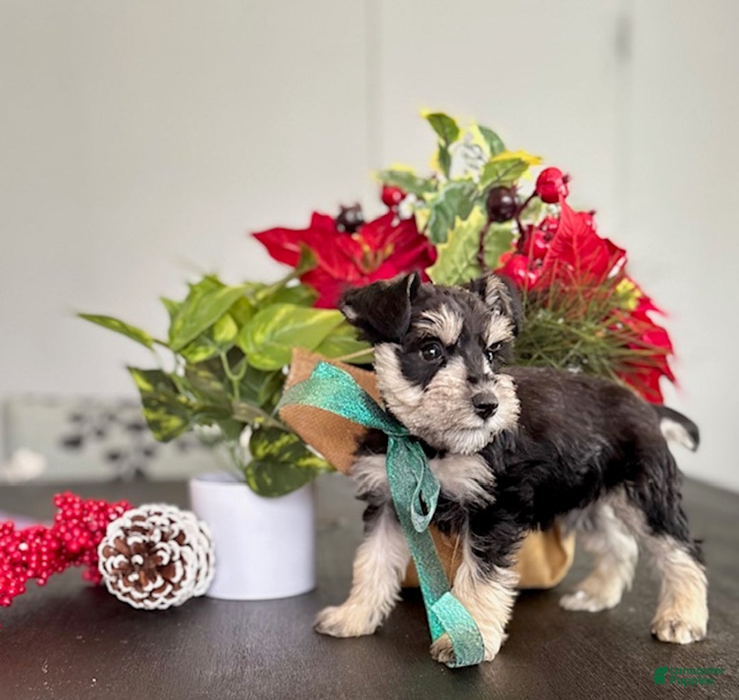 Miniature Schnauzer dogs for sale: Sparky - Ad 5