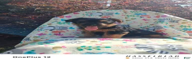 Yorkiepoo 6