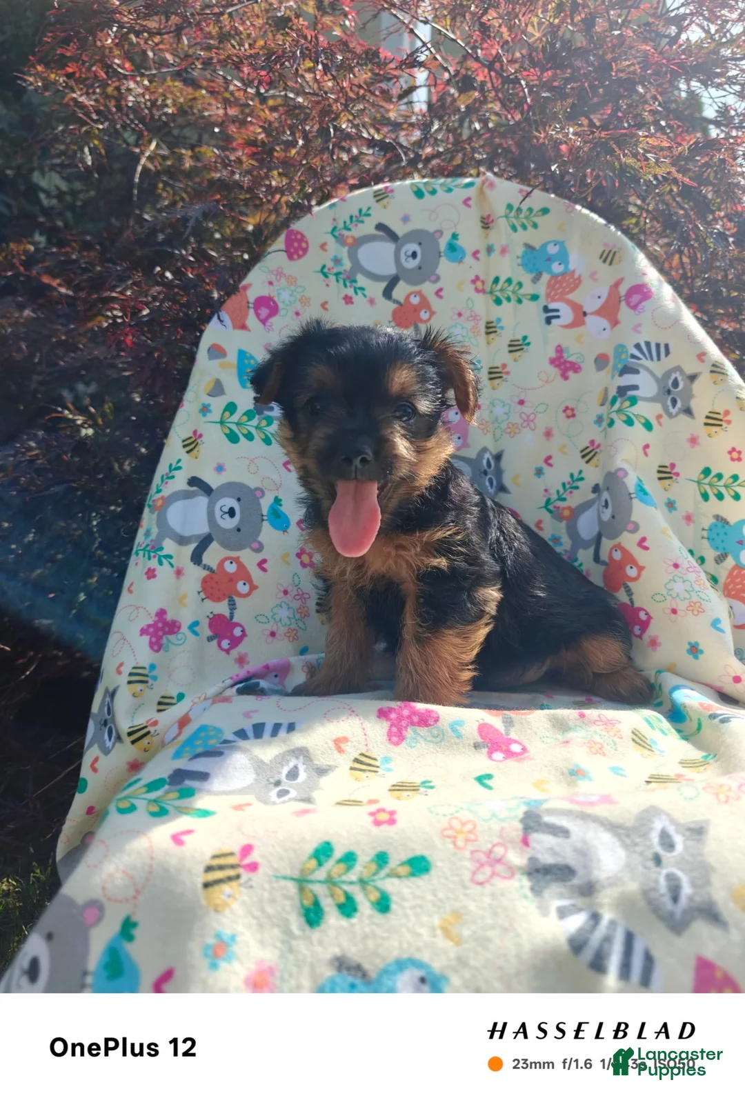 Yorkiepoo dogs for sale: Yorkiepoo 6 - Ad 1