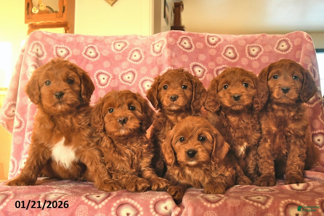 Cockapoo dogs for sale: Dax  - Ad 3