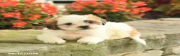 Teddy Bear dogs for sale: Jamie - Ad 4