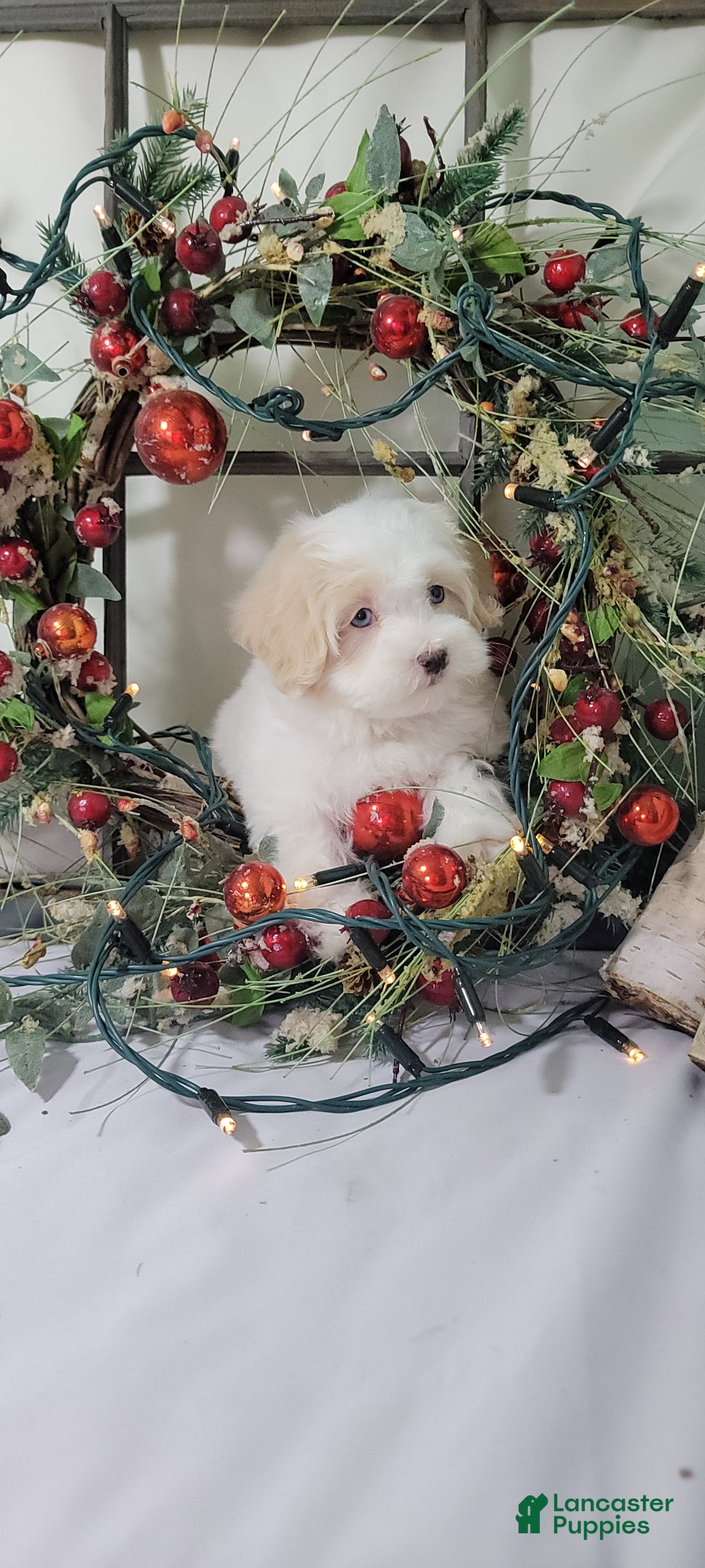 Maltipoo dogs for sale: April - Ad 11