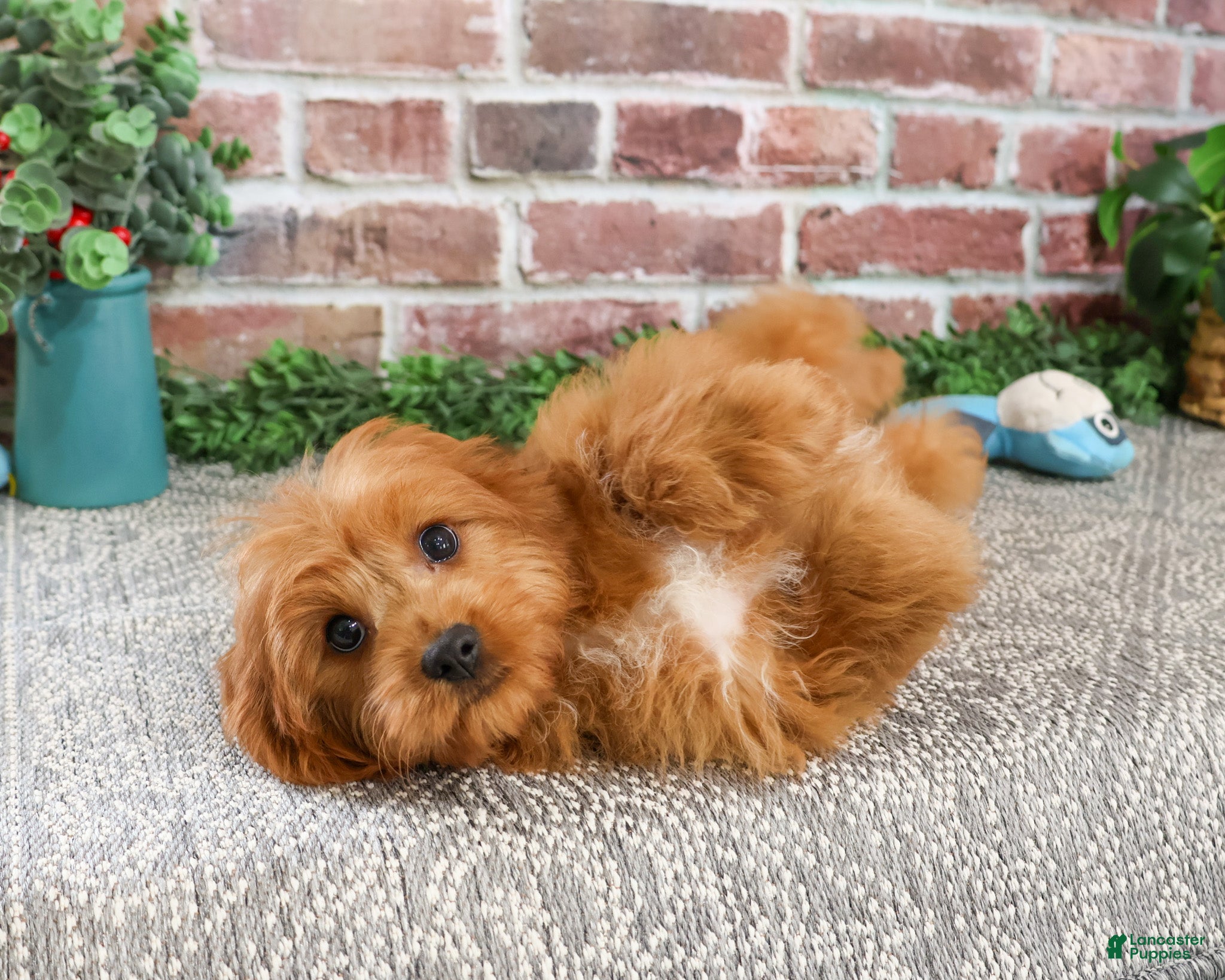 Cavapoo dogs Boone - Ad 10