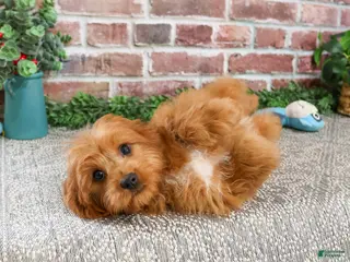Cavapoo dogs Boone - Ad 10