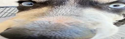 Pitsky dogs for sale: Pitsky 4 - Ad 4