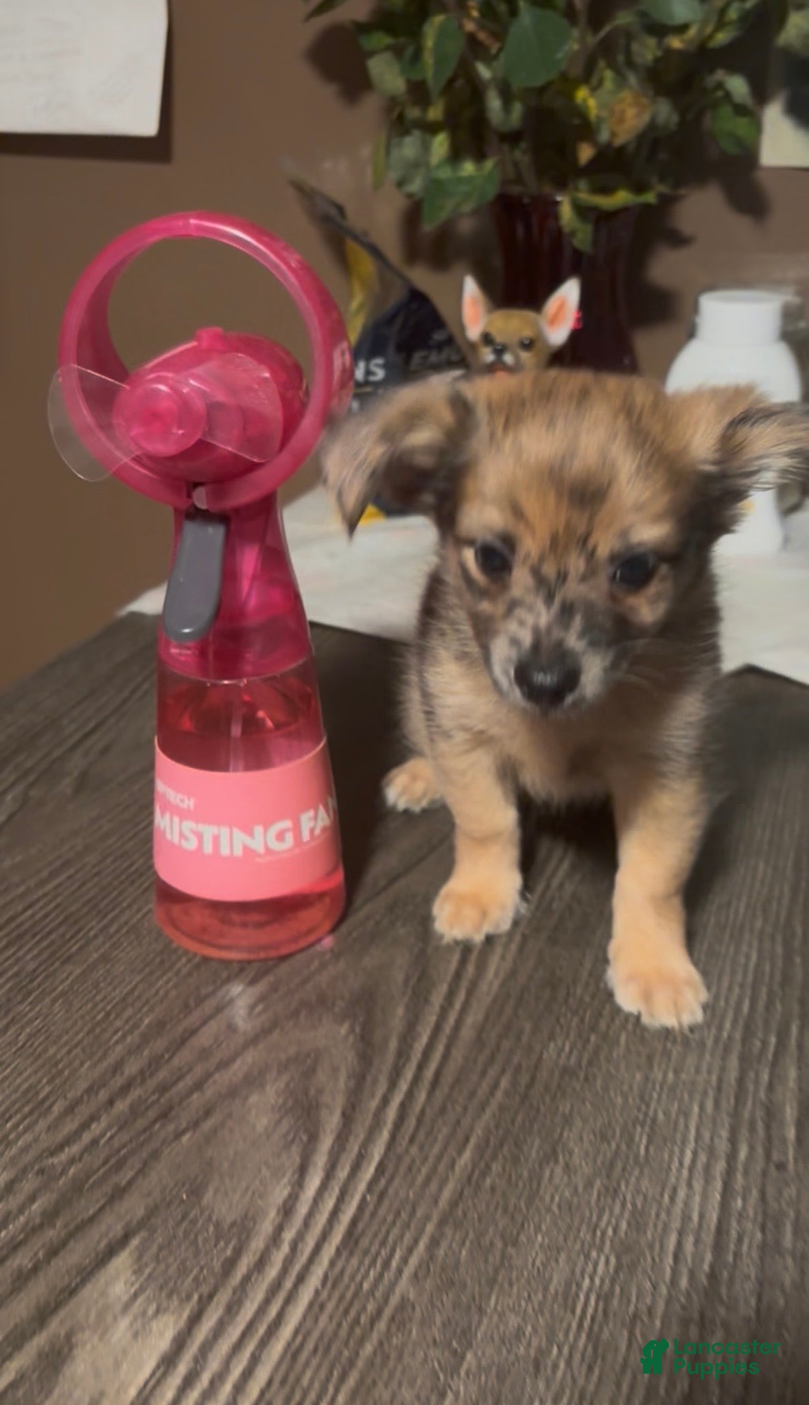 Chiweenie dogs T-Rex  - Ad 2