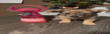 T-Rex 