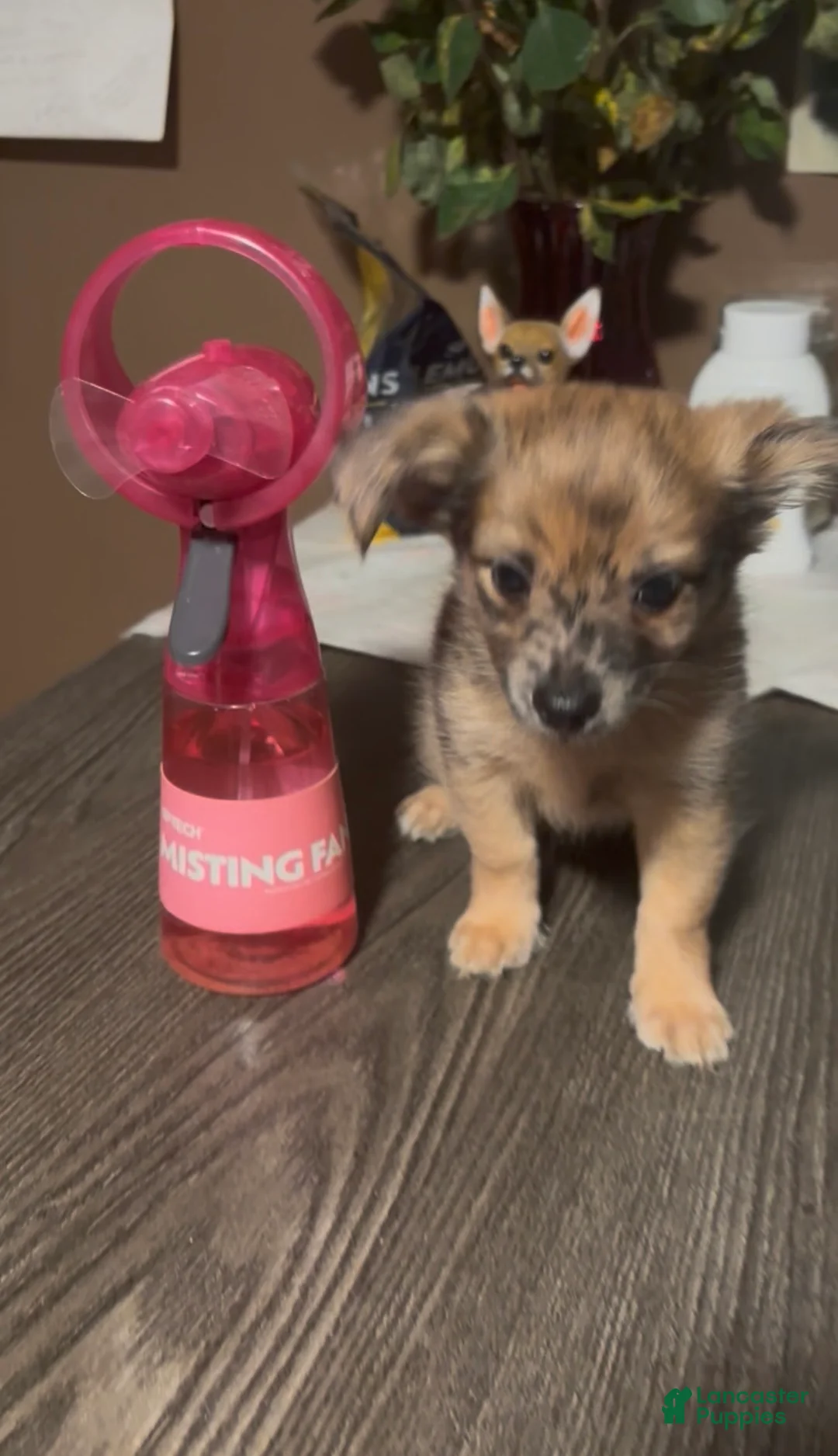 Chiweenie dogs for sale: T-Rex  - Ad 1