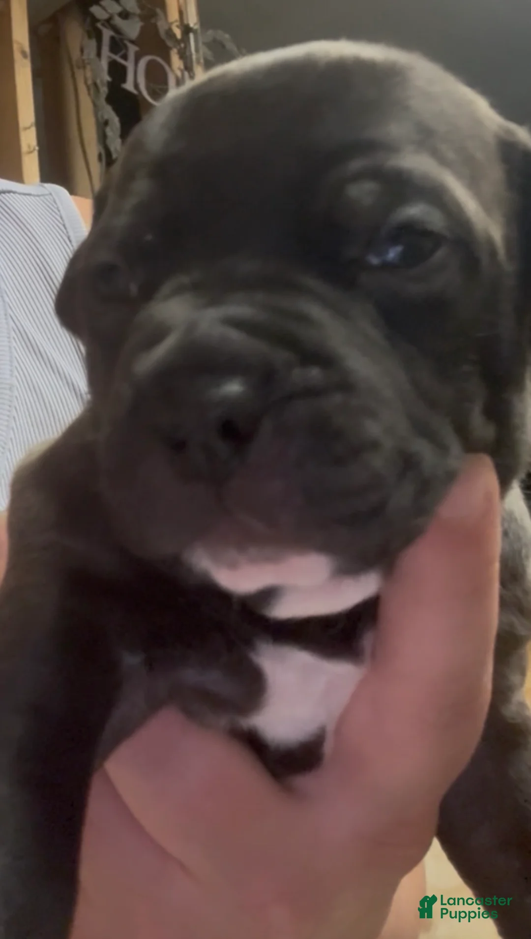 American Pit Bull Terrier dogs for sale: Denver - Ad 1