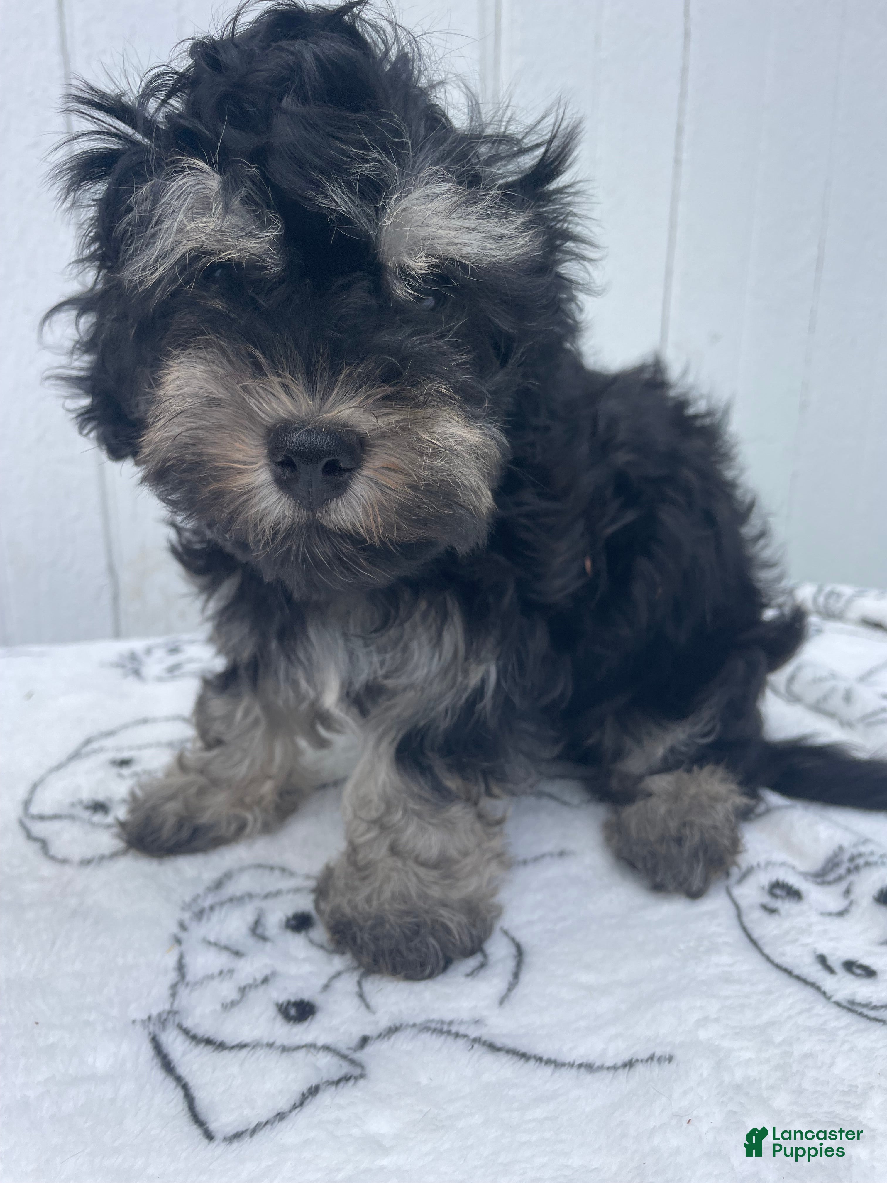 Havanese dogs Louie - Ad 22