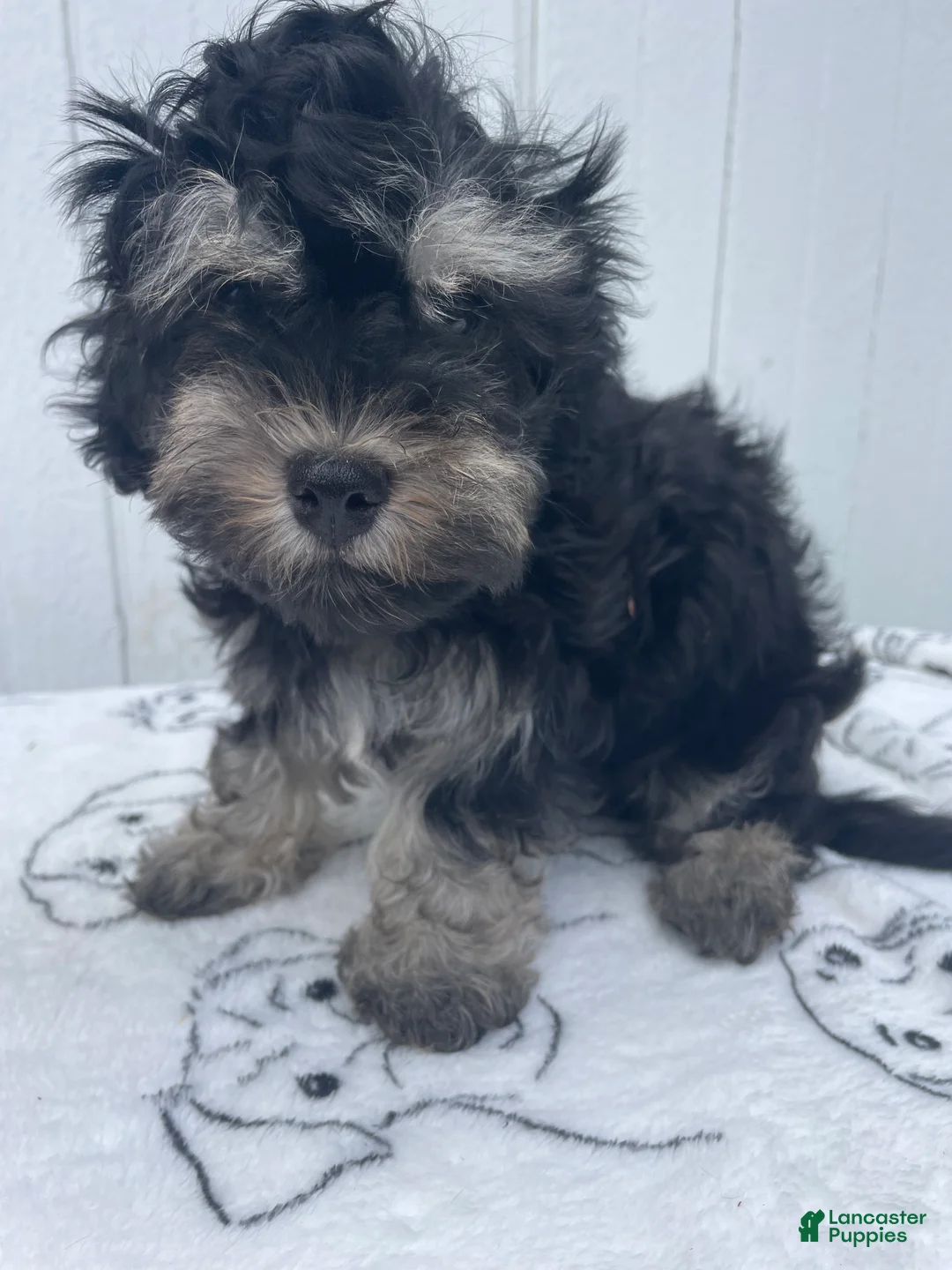 Havanese dogs for sale: Louie - Ad 1