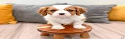 Cavalier King Charles Spaniel dogs for sale: Taco - Ad 2