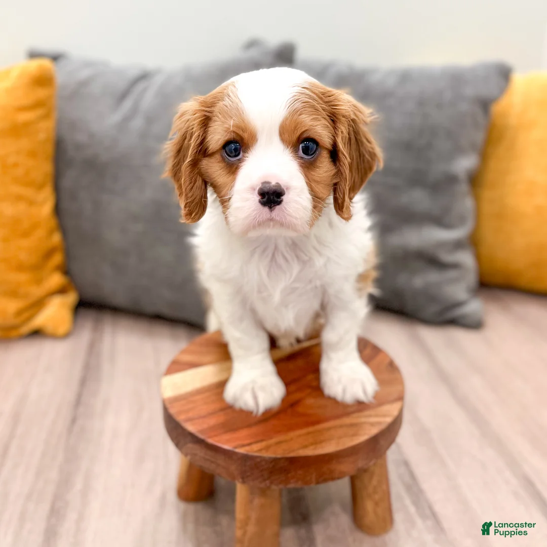 Cavalier King Charles Spaniel dogs for sale: Taco - Ad 2