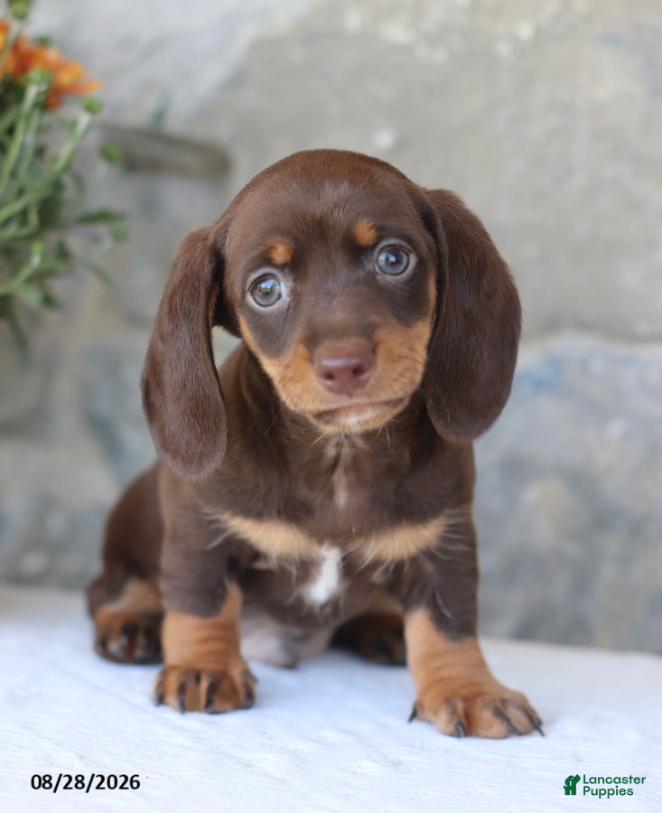 Miniature Dachshund dogs Hershey - Ad 2