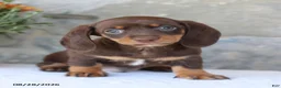 Miniature Dachshund dogs for sale: Hershey - Ad 2