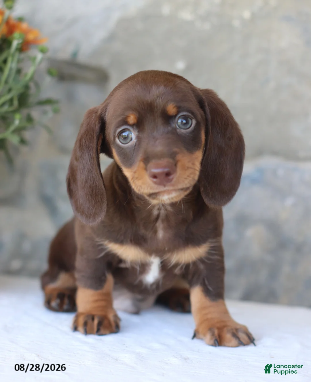 Miniature Dachshund dogs for sale: Hershey - Ad 2