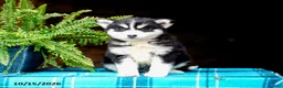 Pomsky dogs for sale: Teddy - Ad 6