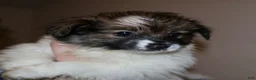 Mixed Breed dogs for sale: Birdie - Ad 1