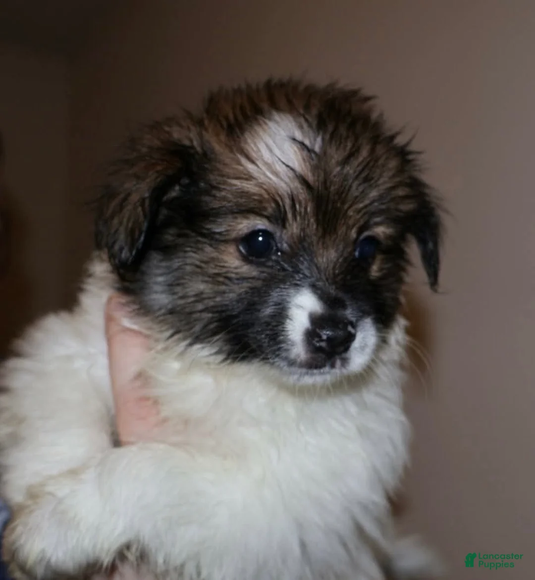 Mixed Breed dogs for sale: Birdie - Ad 1