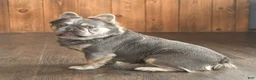 Mixed Breed dogs for sale: Nacho - Ad 7