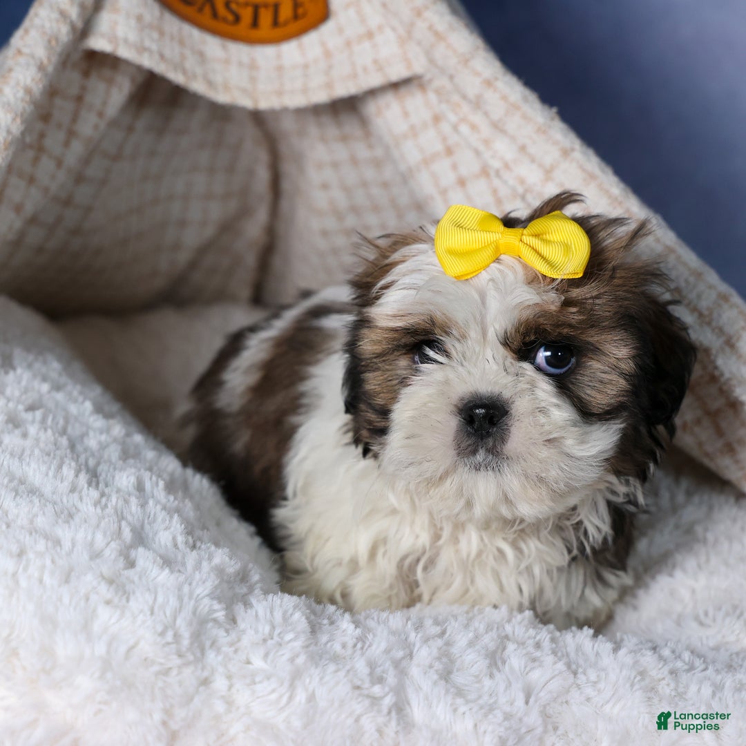 Shih Tzu dogs for sale: MICKEY - Ad 4