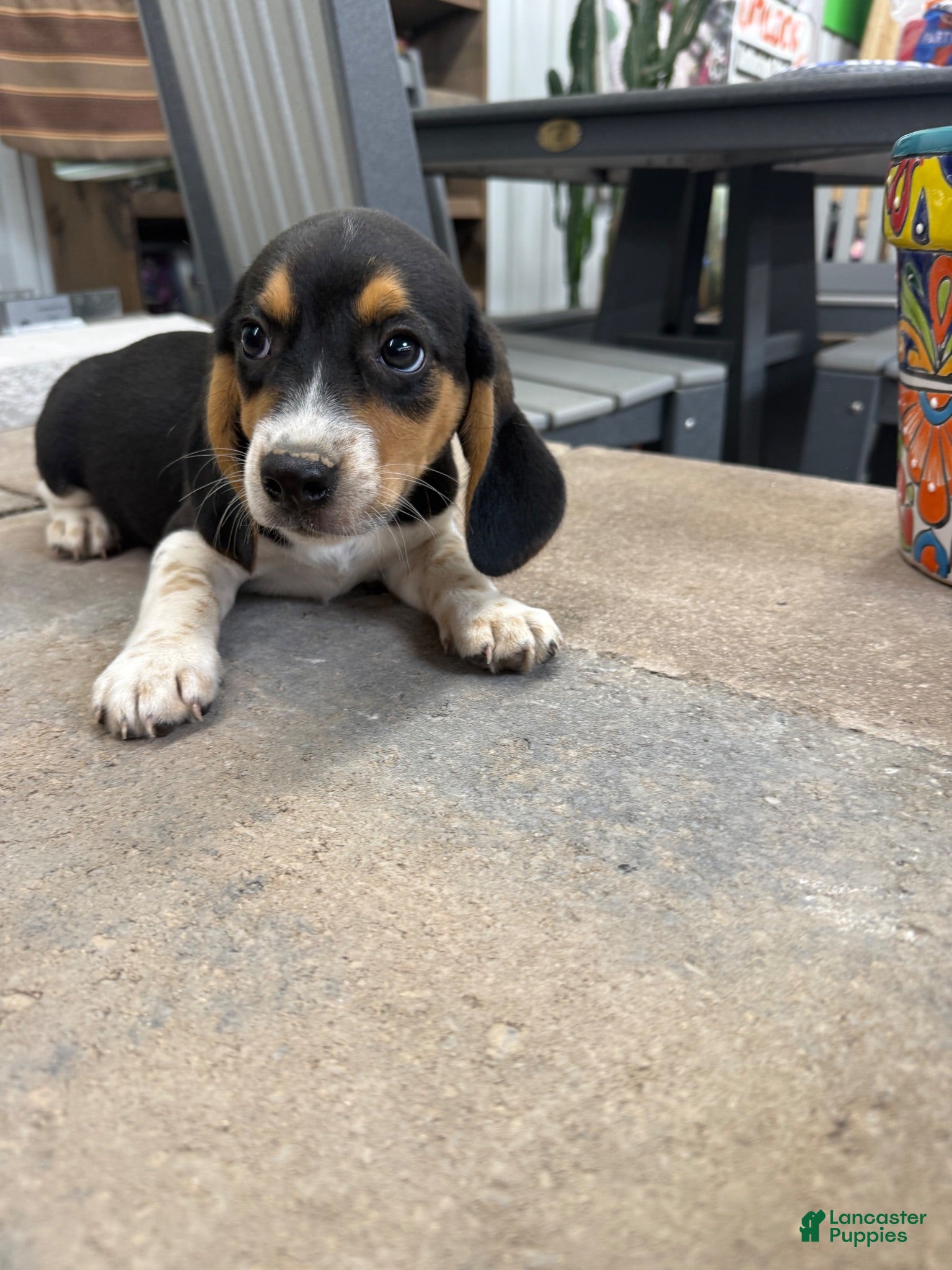 Beagle dogs AKC Sparky - Ad 1