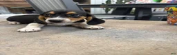 Beagle dogs for sale: AKC Sparky - Ad 1
