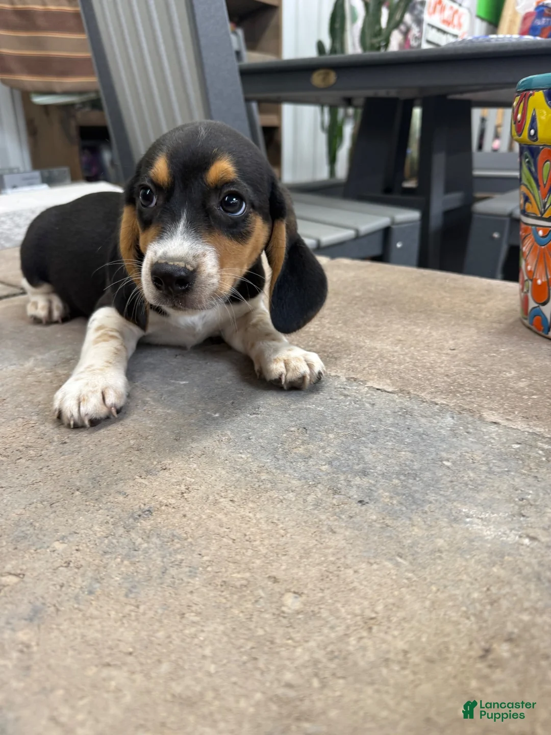 Beagle dogs for sale: AKC Sparky - Ad 1