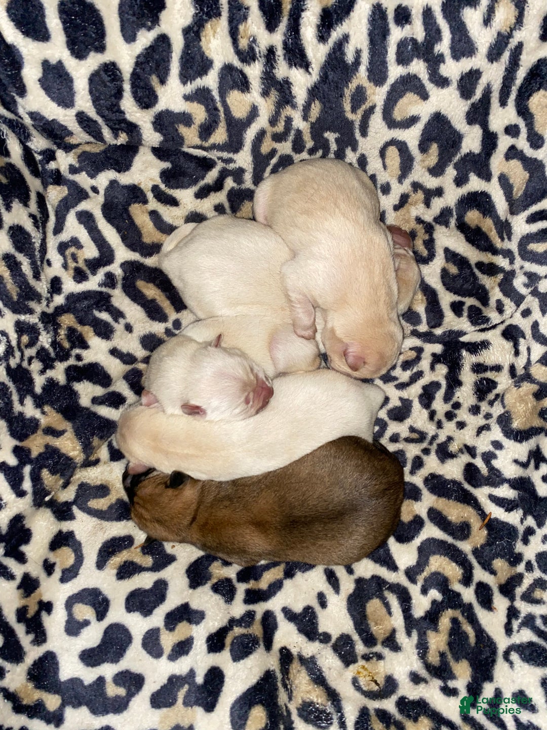Mixed Breed dogs for sale: Chowski boy  - Ad 7