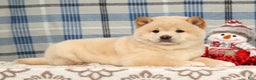 Shiba Inu dogs for sale: Jodie - Ad 2