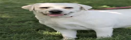 Labrador Retriever dogs for sale: Philbert  - Ad 5