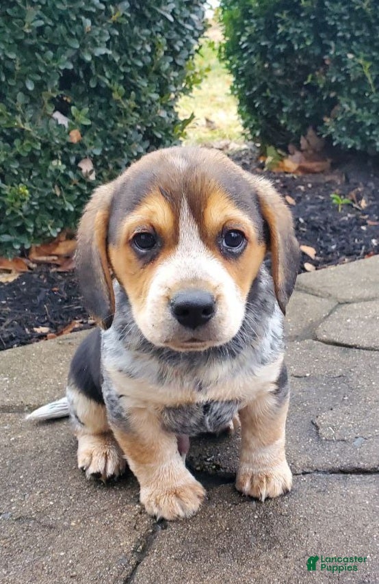 Mixed Breed dogs Jim - Ad 30